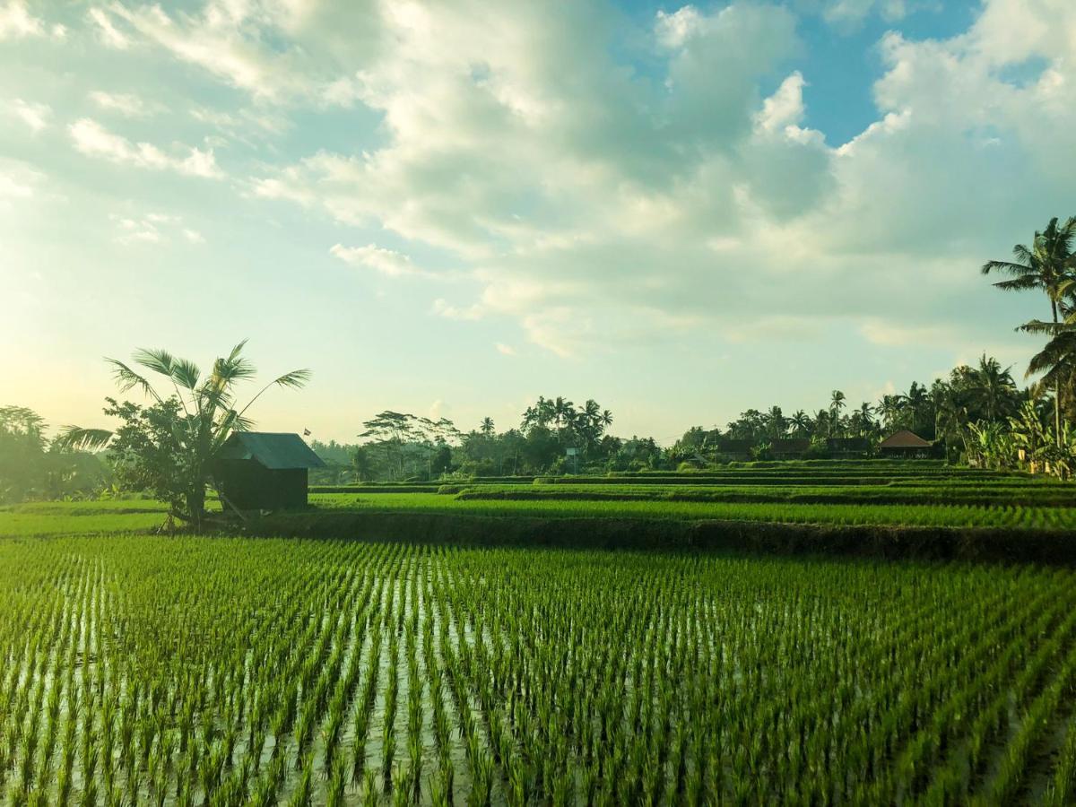 Rayshiva Homestay Ubud  Ngoại thất bức ảnh